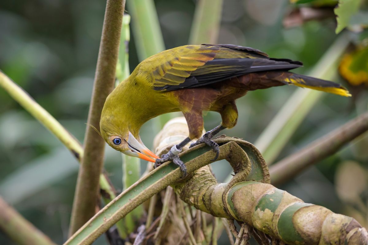 A beautiful Green Oropendola perched on a branch.