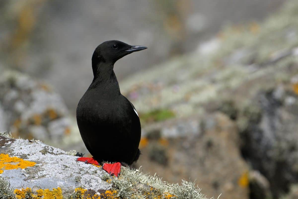 An adorable Guillemot perched on a rock.