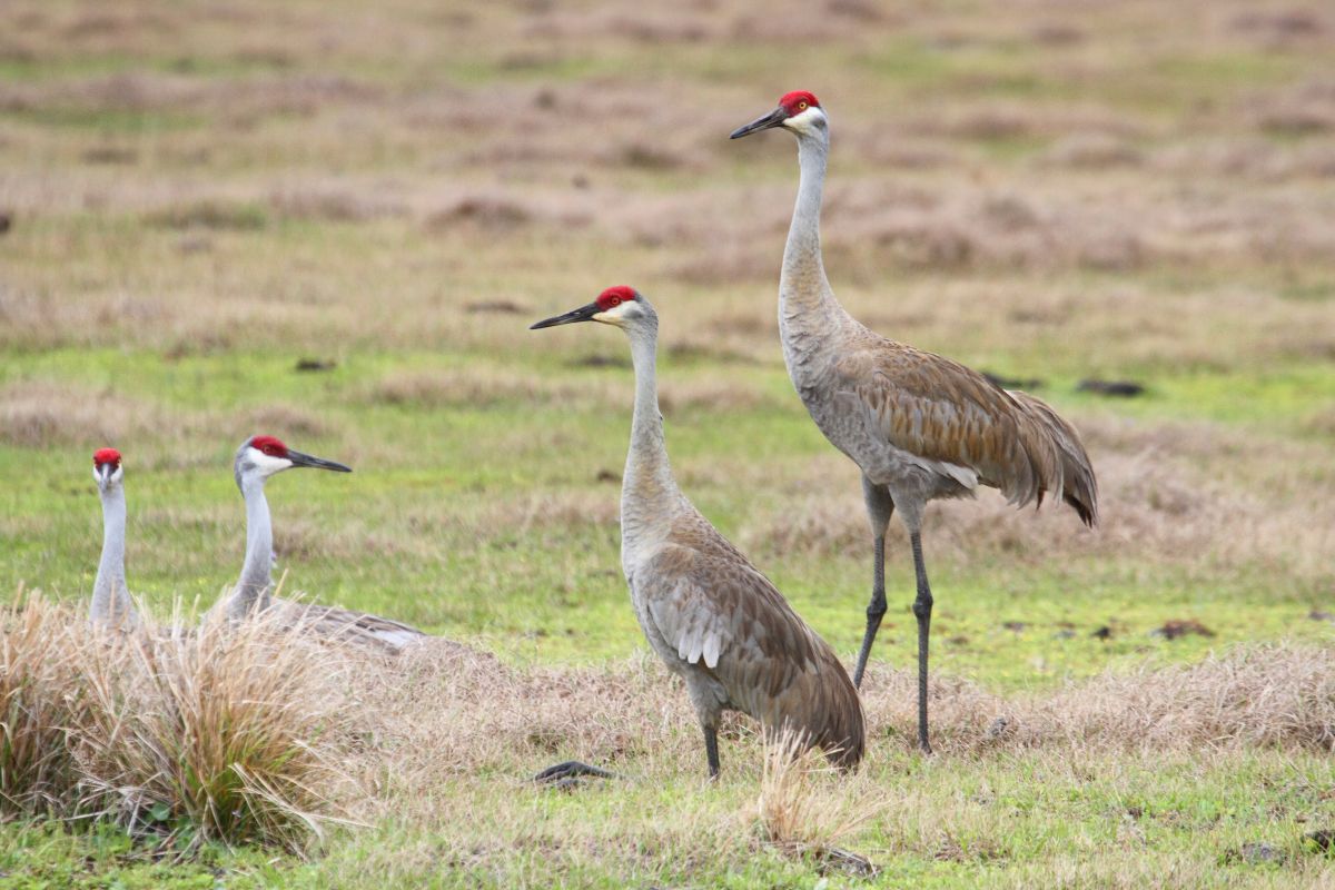 A bunch of Sandhill Crane on the field.