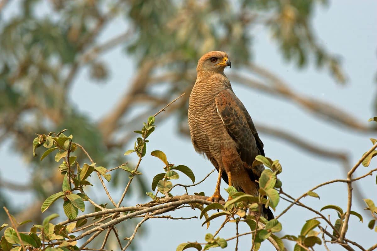 A beautiful Savanna Hawk perched on a branch.