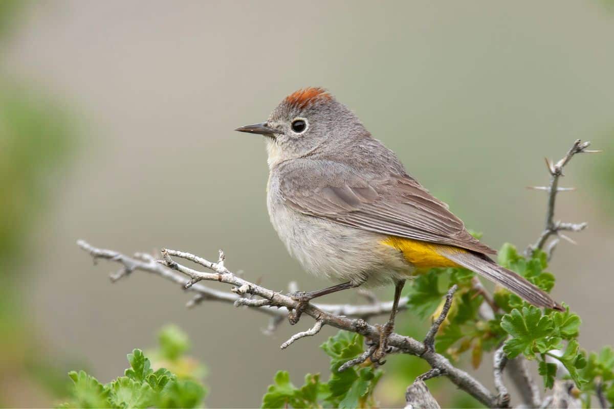 An adorable Virginia’s Warbler perched on a branch.