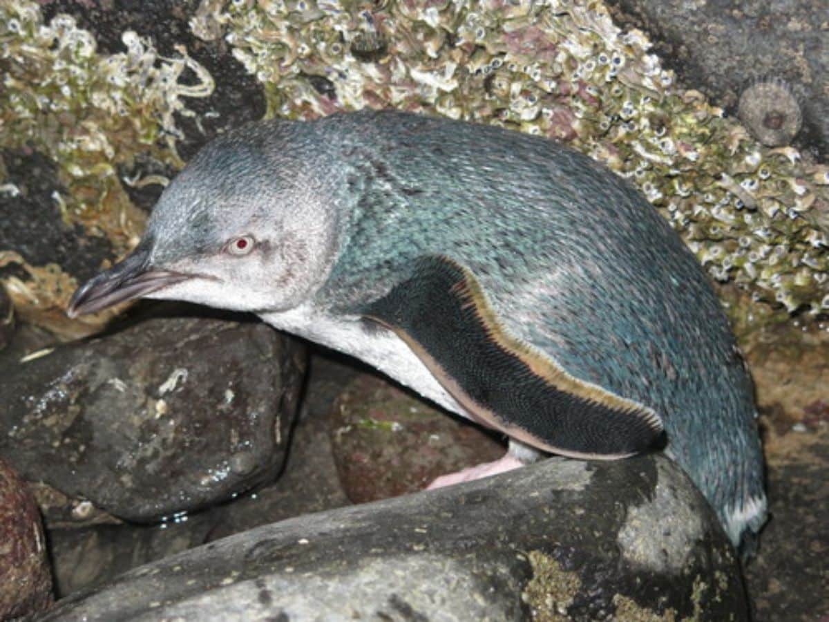 A close-up of a White-flippered Penguin.