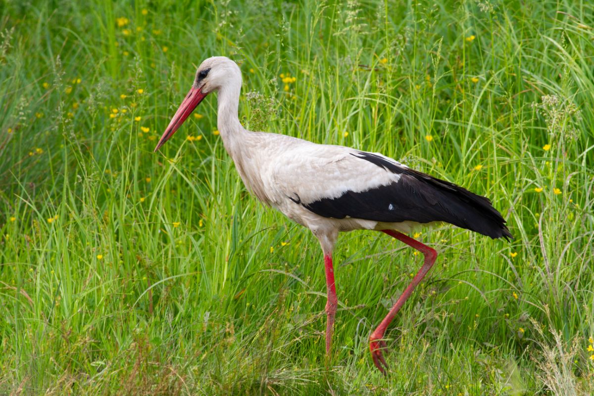 A beautiful European White Stork is walking in a meadow.