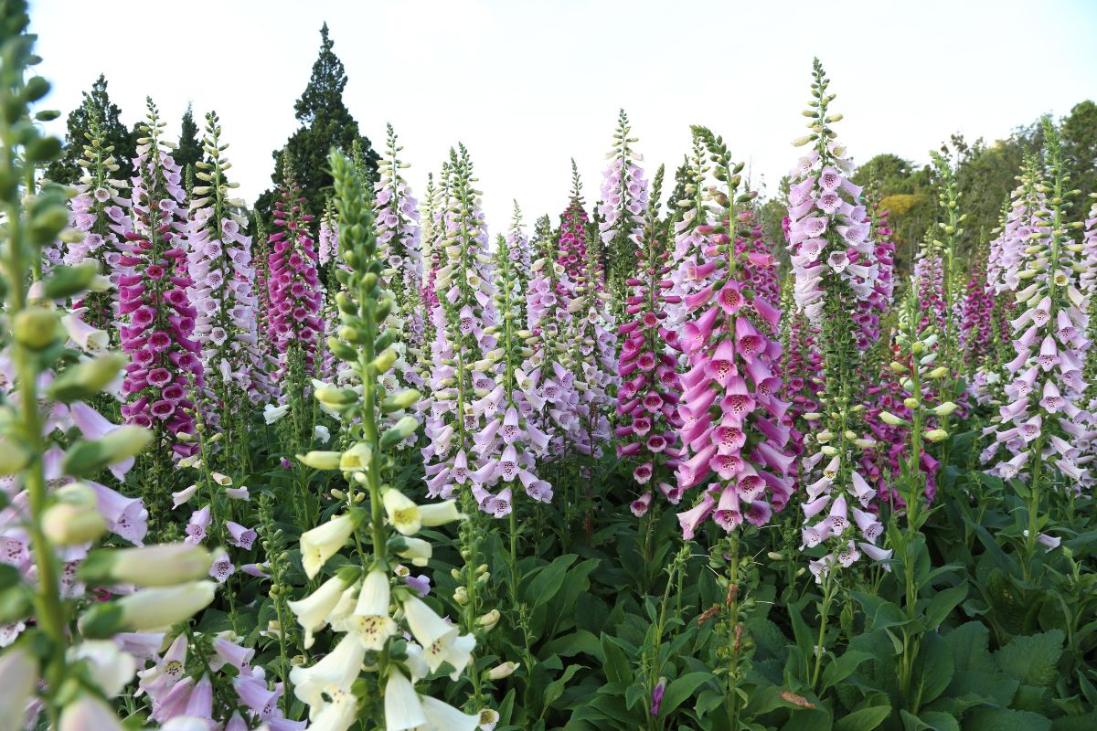 Beautiful flowering Foxglove of different colors.