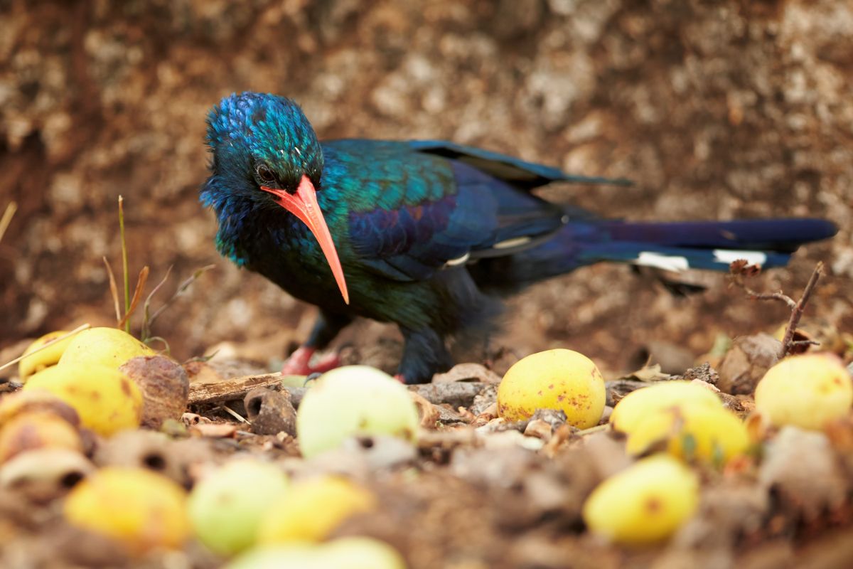 A beautiful Green Wood Hoopoe is standing on the ground.