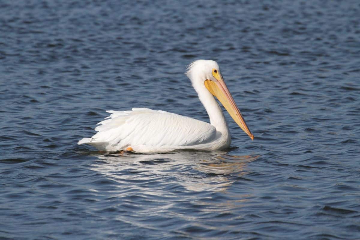 A big American White Pelican is swimming in the water.