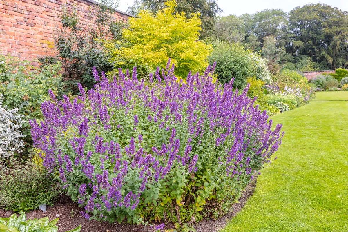 A purple blooming Catmint in a backyard garden.