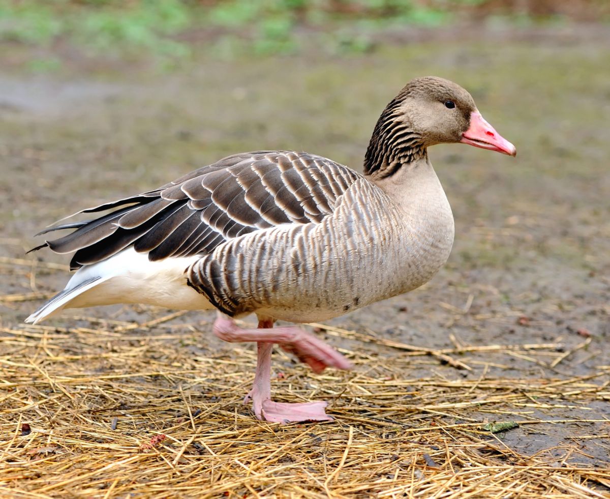 A beautiful Greylag Goose is walking on the ground.