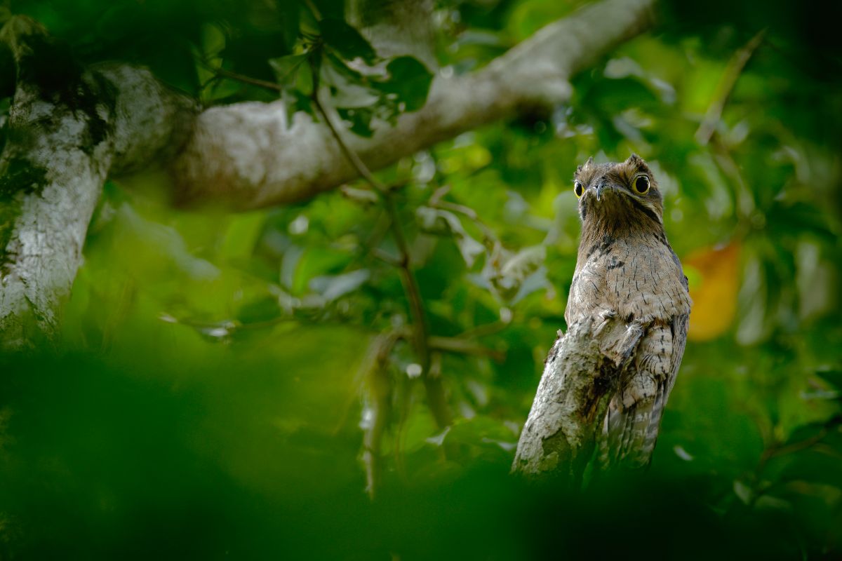 An adorable Common Potoo perched on a tree.