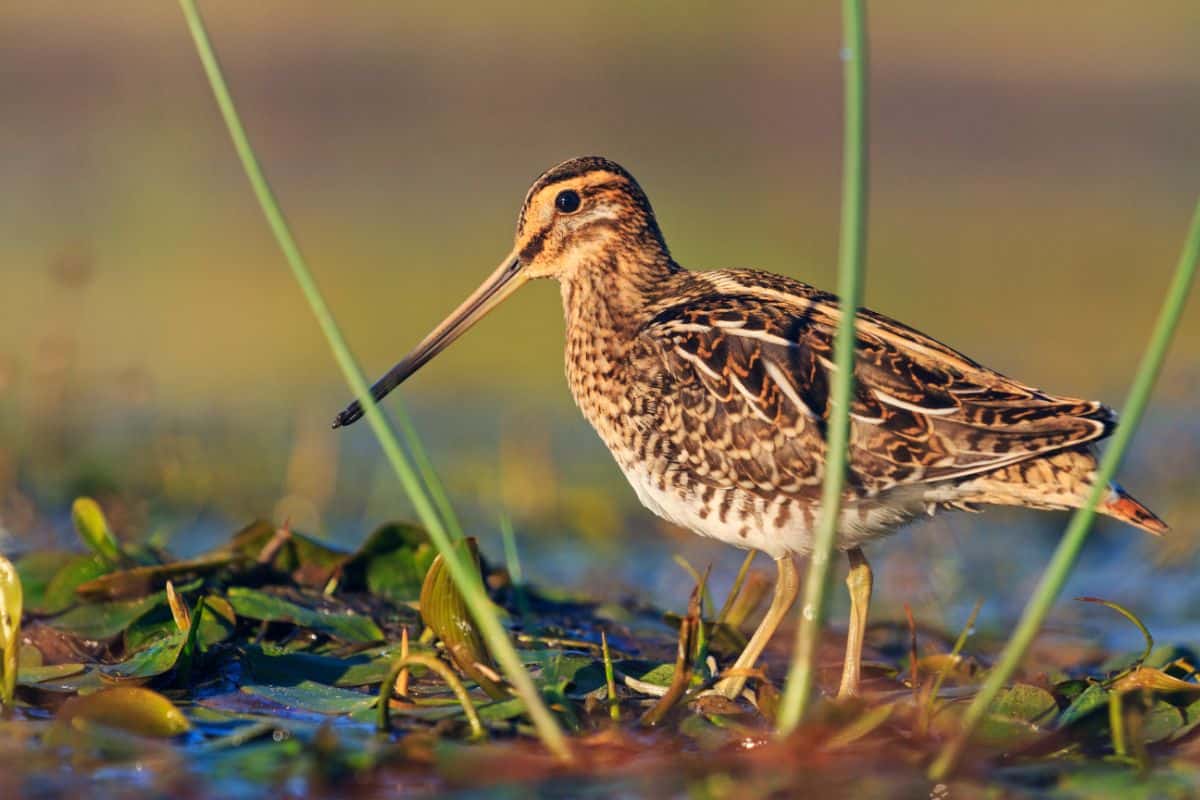 An adorable Common Snipe is standing in a swamp on a sunny day.