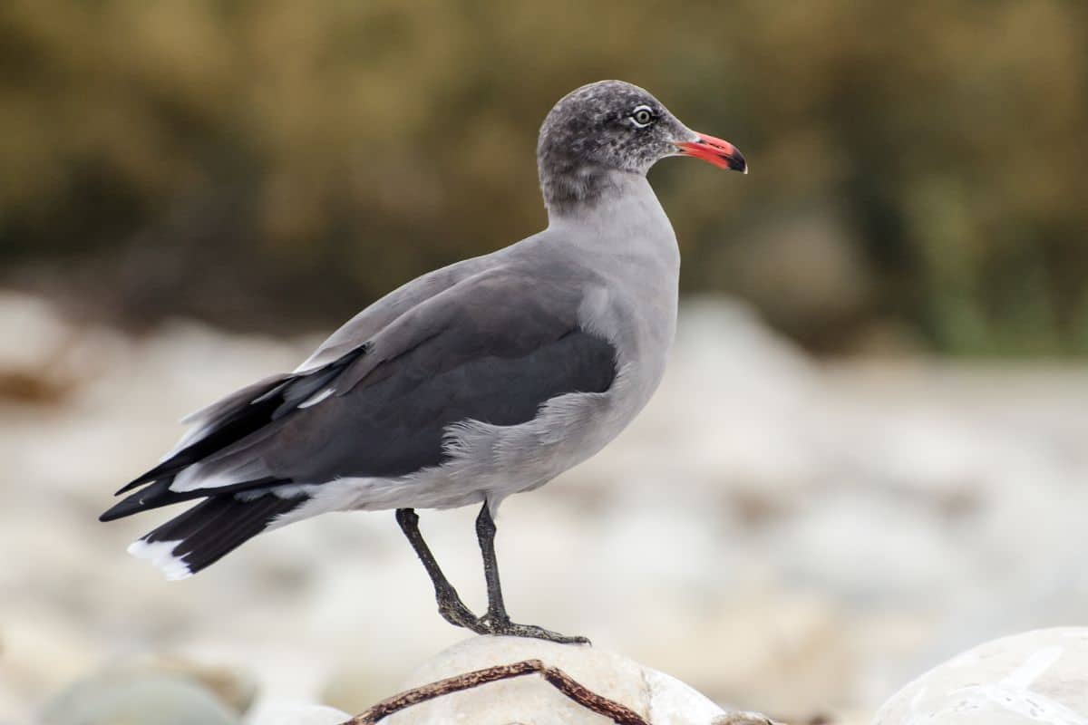 An adorable is standing on the rock.