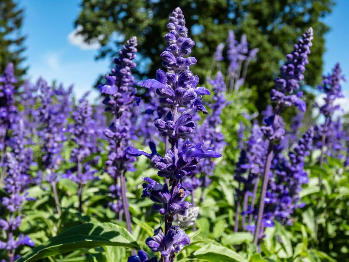 A close-up of a purple flowering Mealycup Sage.