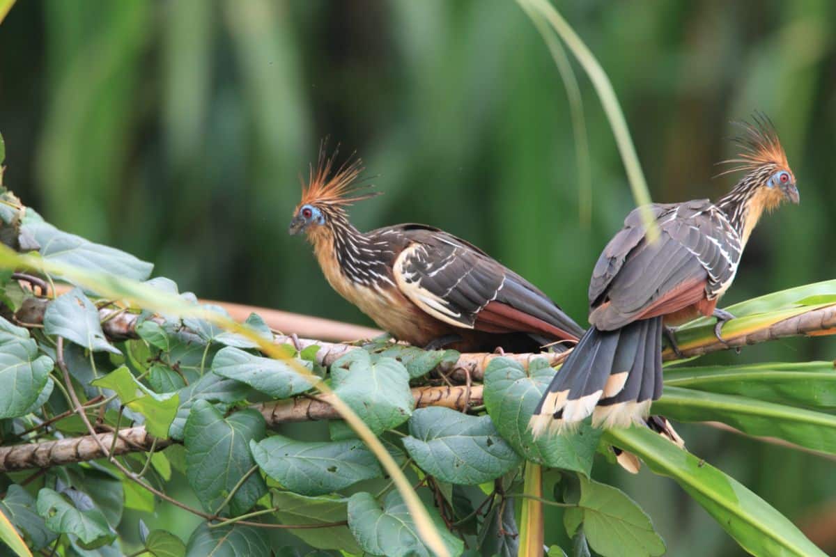 Two adorable Hoatzins perched on branches.