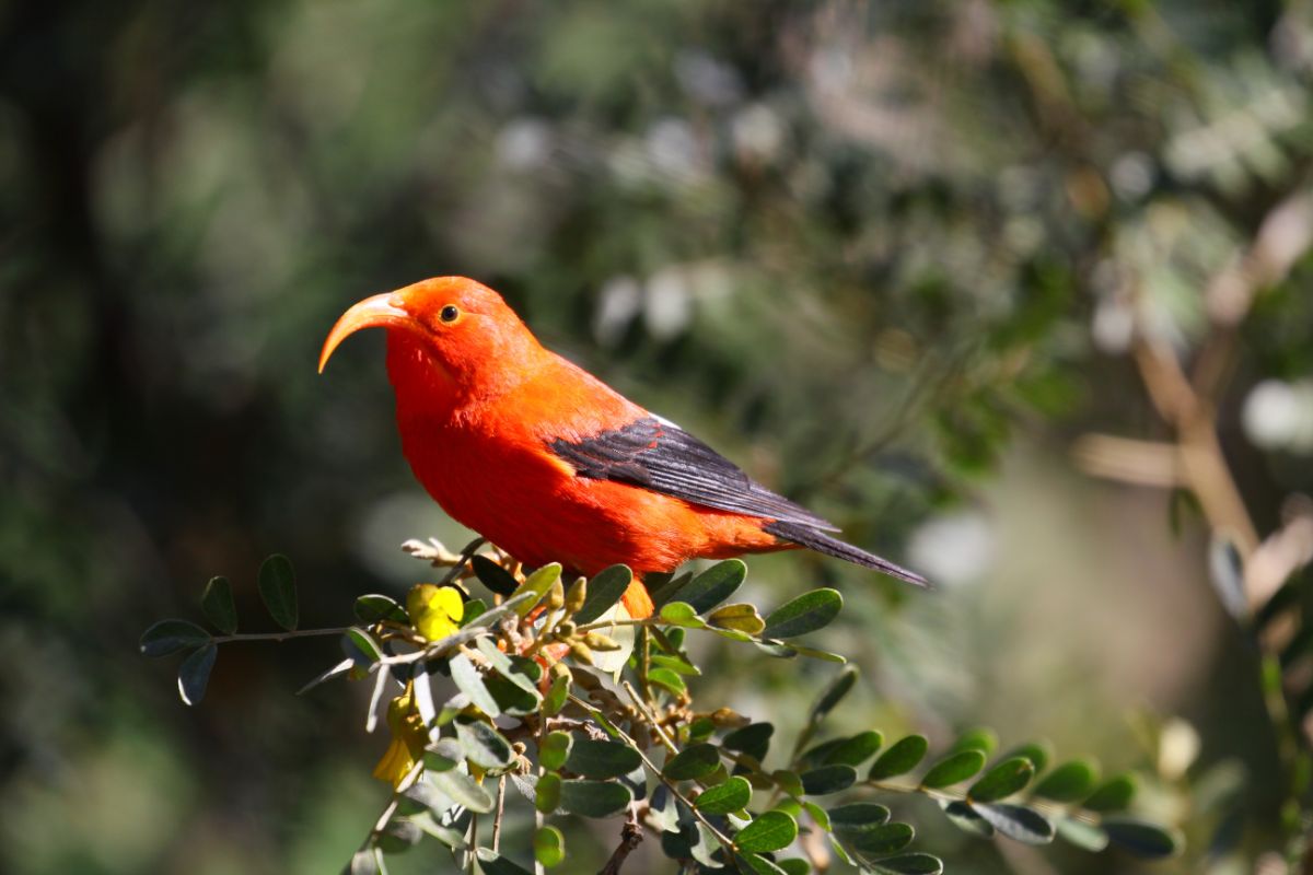 A beautiful ʻIʻiwi perched on a branch on a sunny day.