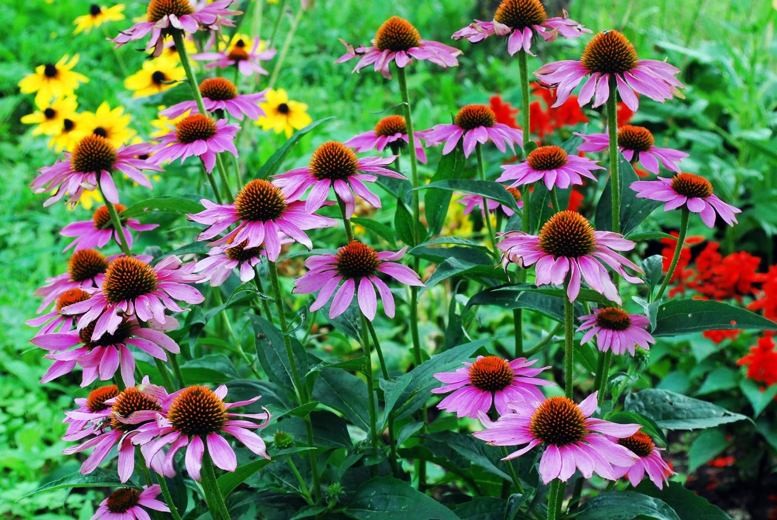 Beautiful pink blooming Purple Coneflowers.