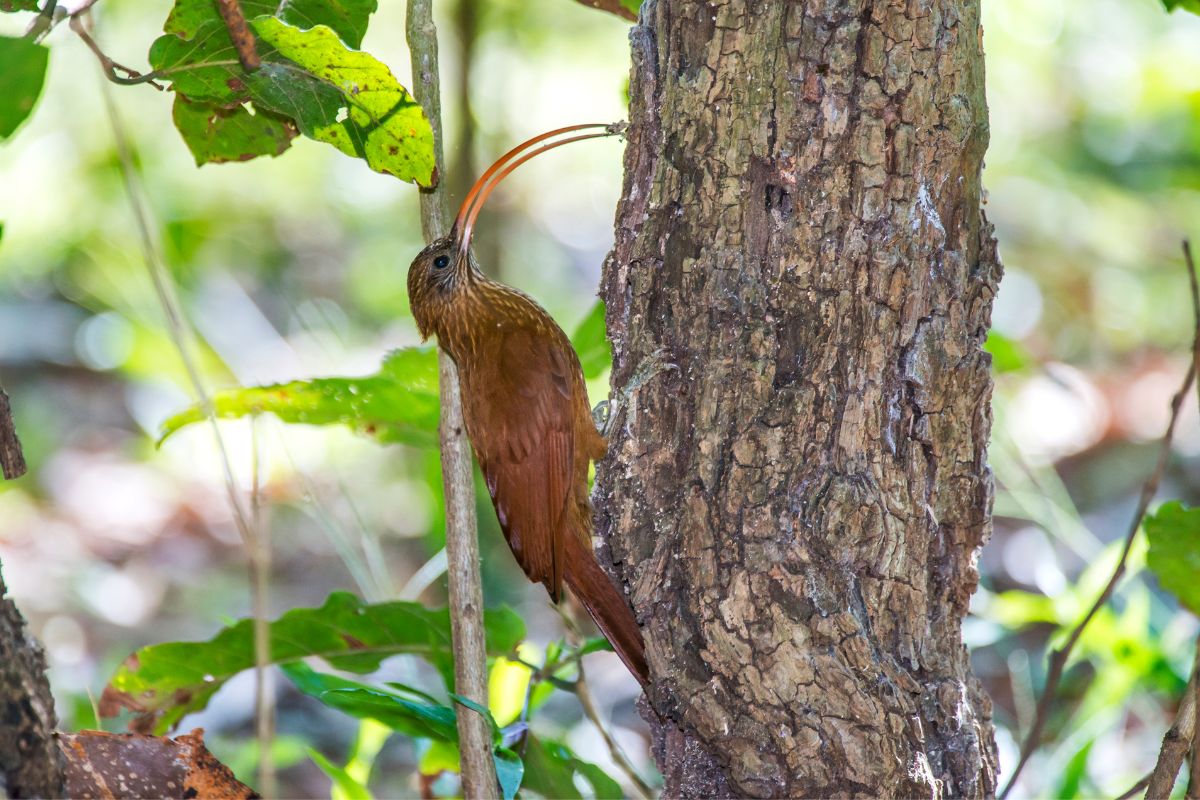 An adorable Red-Billed Scythebill perched on a tree.