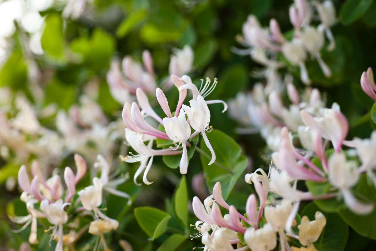 A close-up of a beautiful white flower of Honeysuckle.