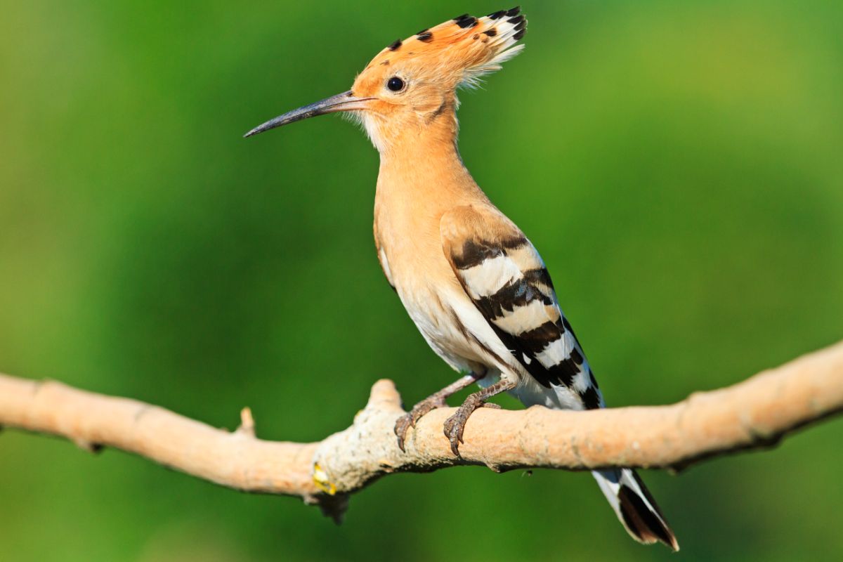 A beautiful Hoopoe perched on a branch.