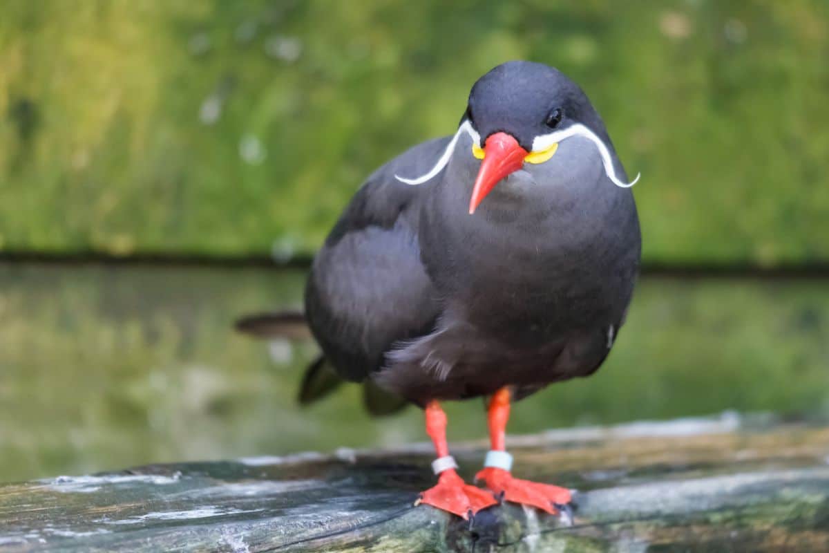 A beautiful Inca Tern is standing on a wooden log near a pond.