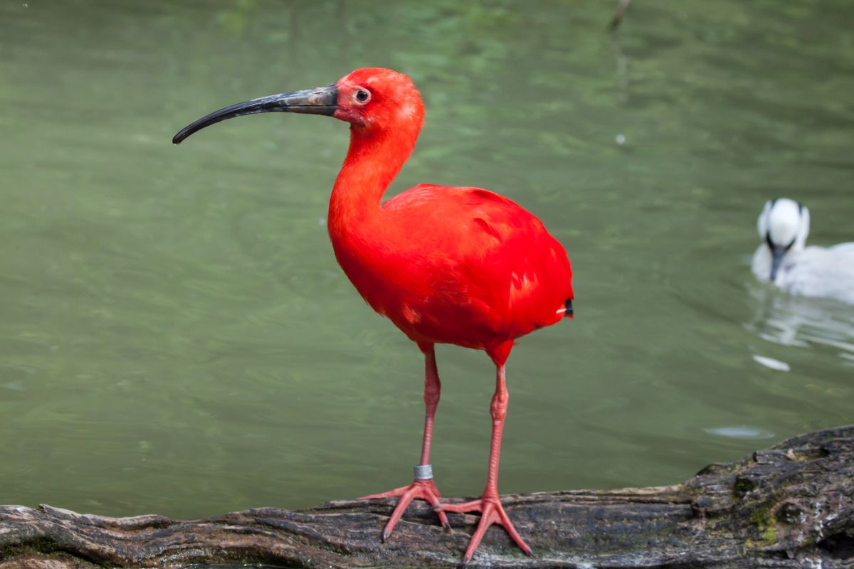 A beautiful Scarlet Ibis perched on a wooden log near water.