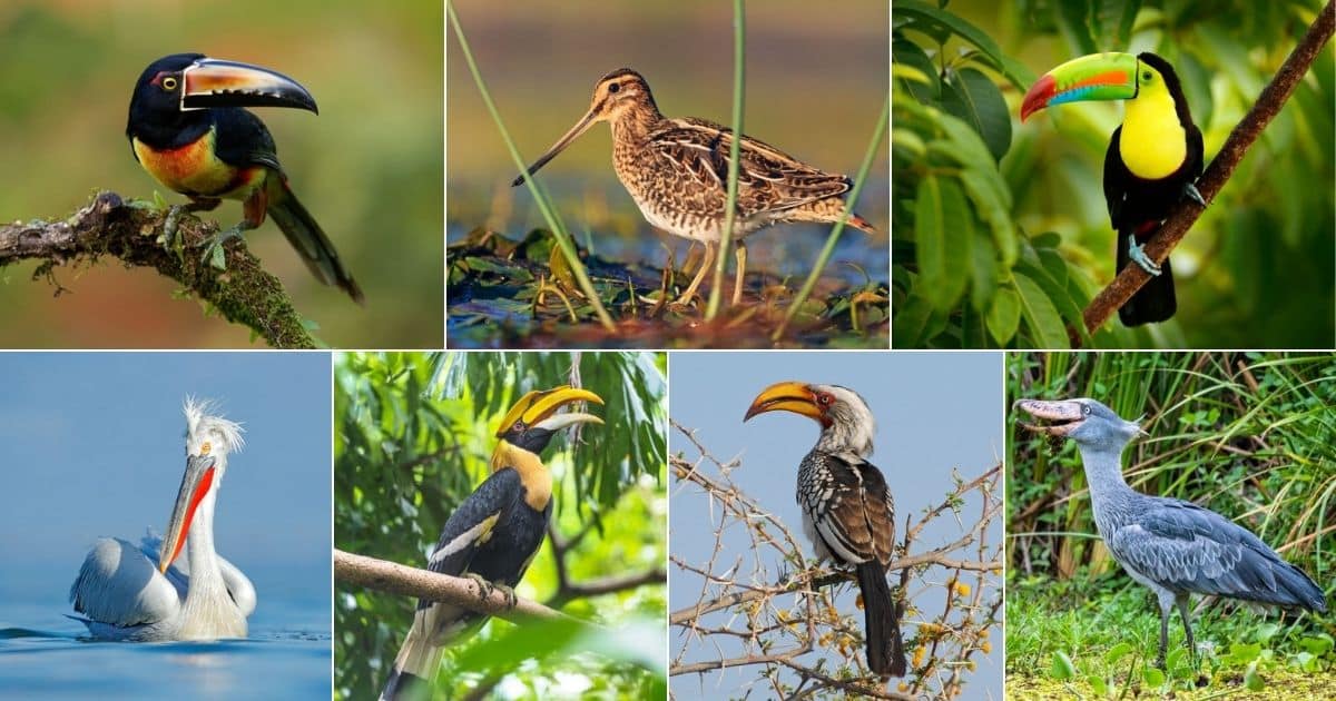 Seven images of birds with long beaks.