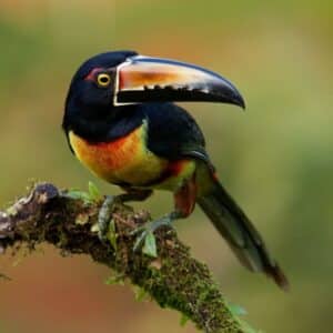 A beautiful Collared Aracari perched on a branch.