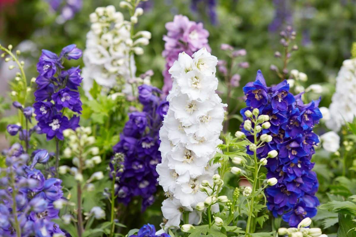 Beautiful flowering Delphiniums of different colors.