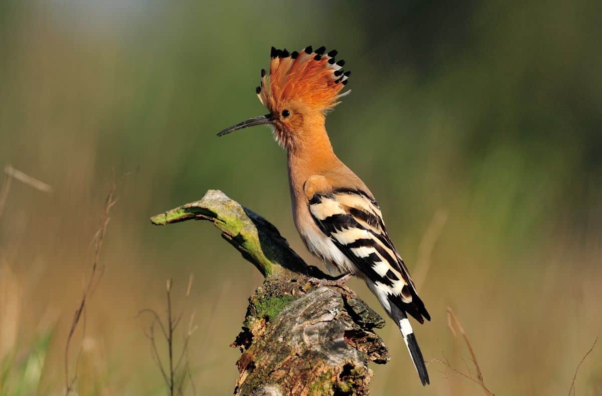 A beautiful Hoopoe perched on an old tree branch.