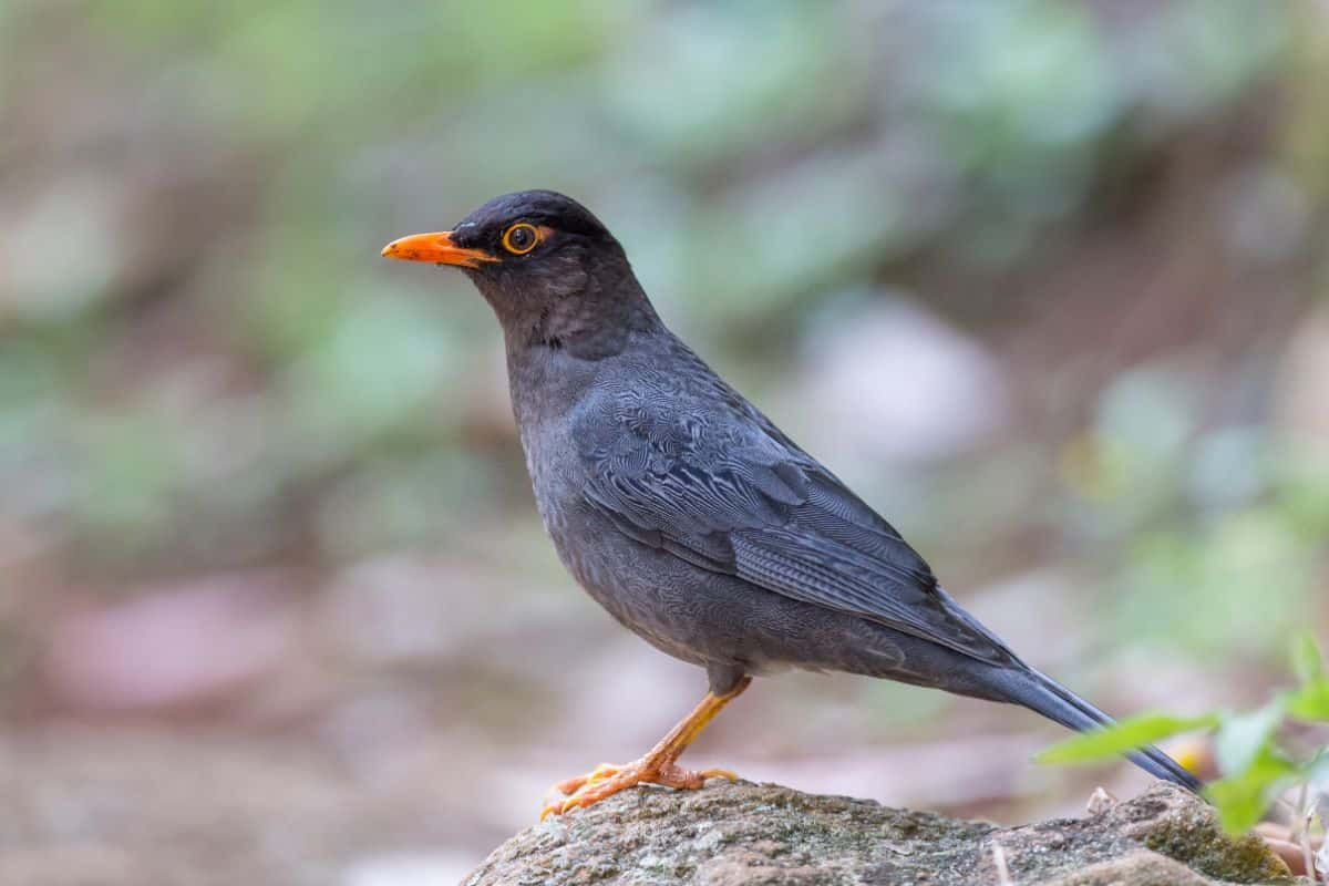 An adorable Indian Blackbird is standing on a rock.