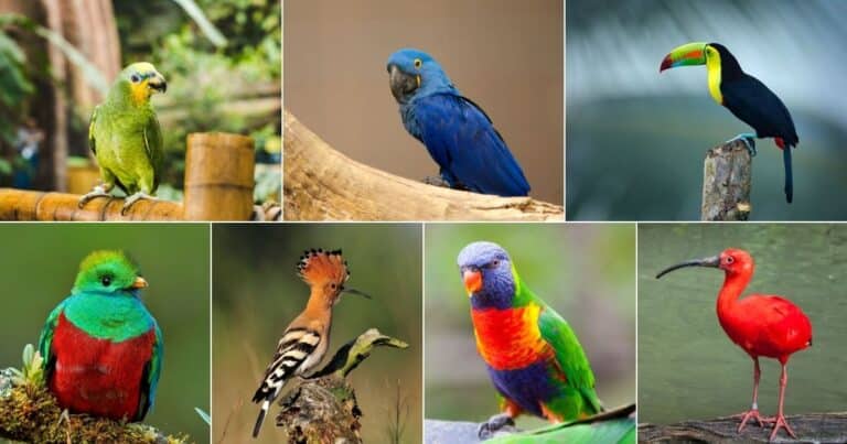 27 Stunning Tropical Birds (World List) - Bird Nature