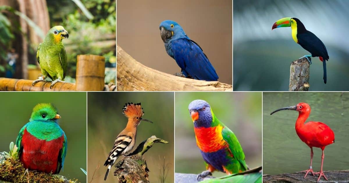 Seven images of stunning tropical birds.