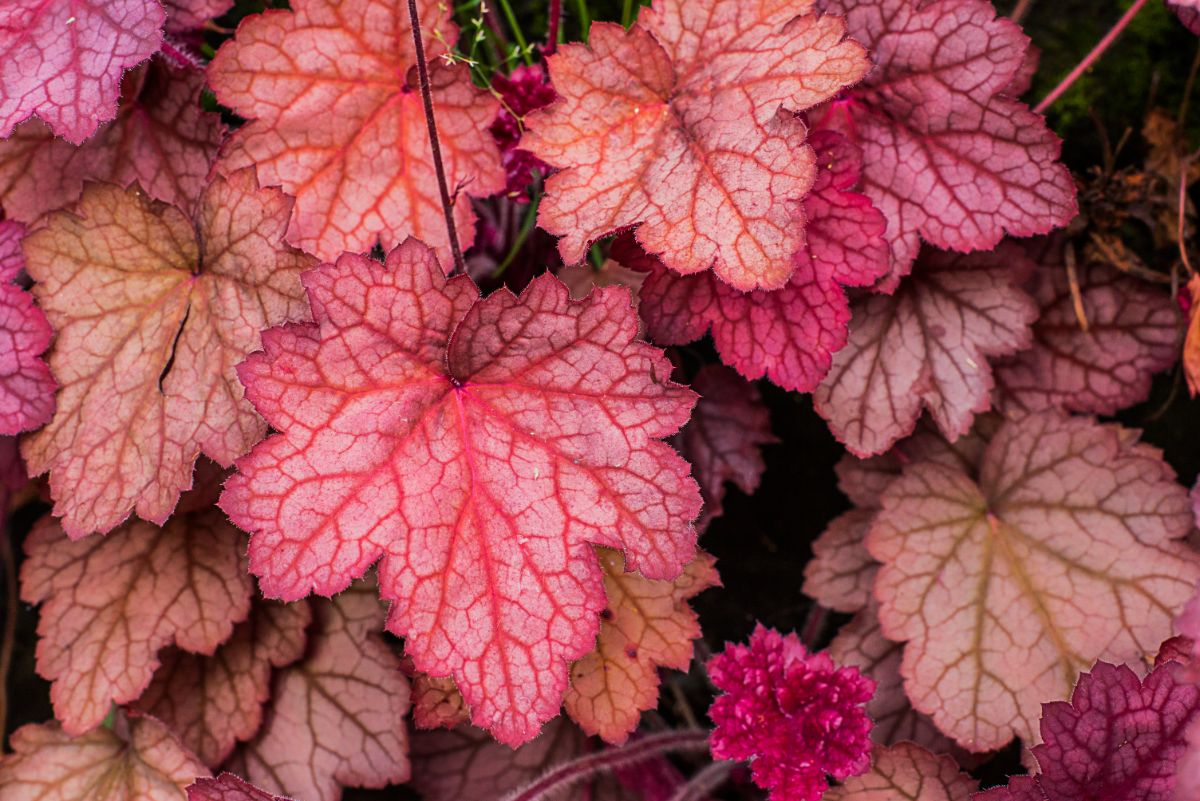 Beautiful red leaves of Coral Bells.
