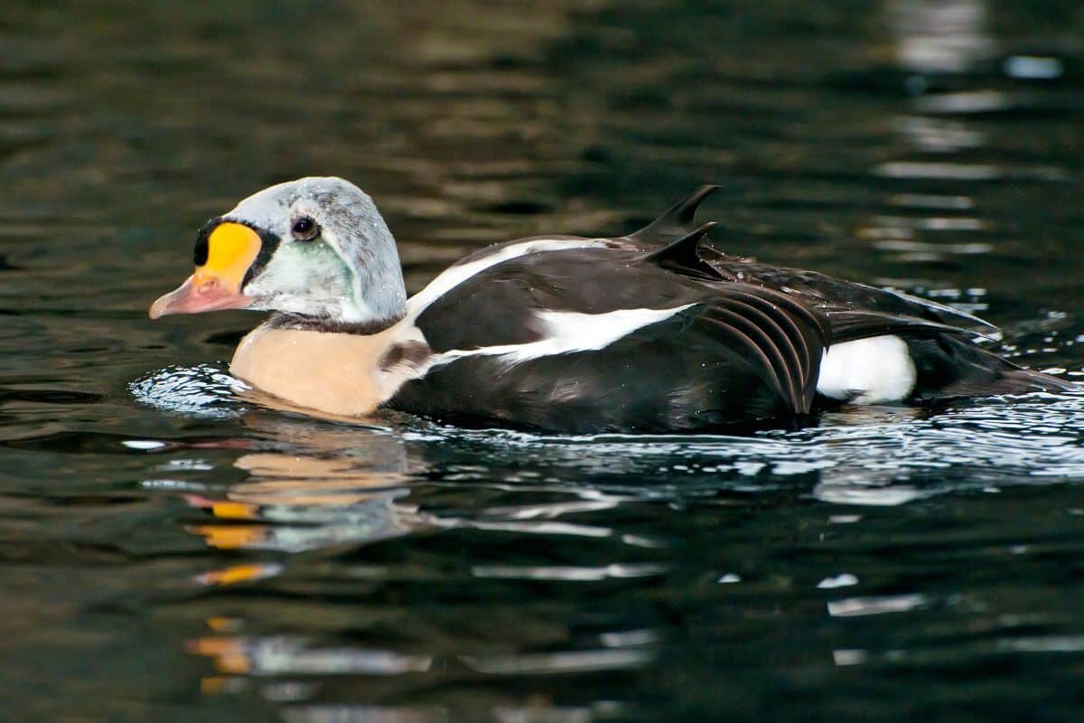 A beautiful King Eider is swimming in the water.