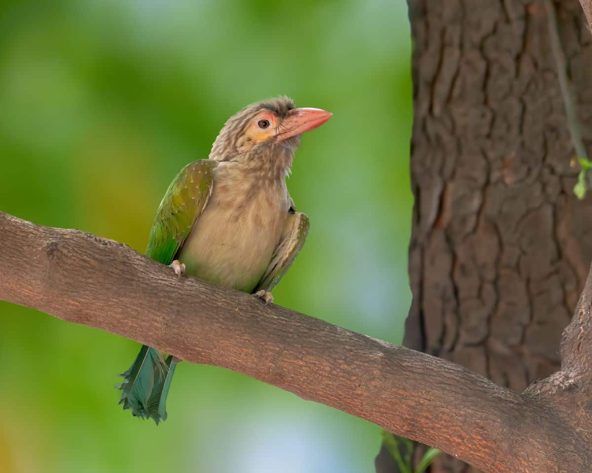 An adorable Large Green Barbet perched on a branch.