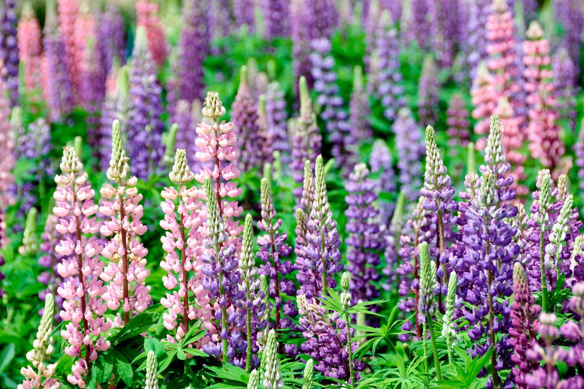 Beautiful blooming Lupines of different colors.