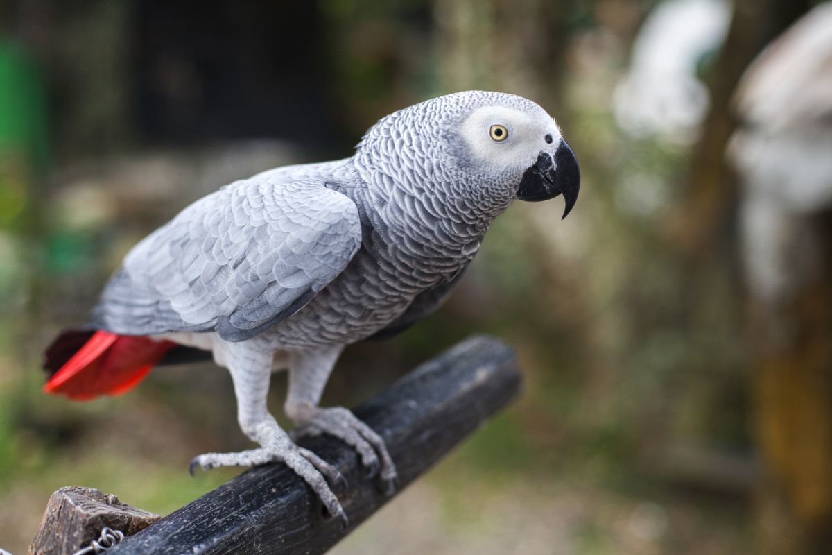 A beautiful African Grey perched on a pole.