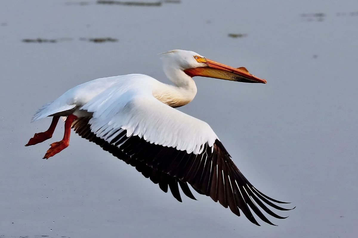 A majestic flying American White Pelican.