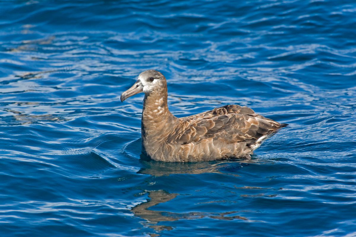 A beautiful Black-Footed Albatross swimming in water.
