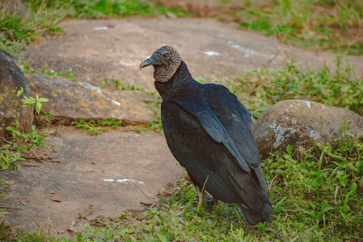 A beautiful Black Vulture standing on the ground.