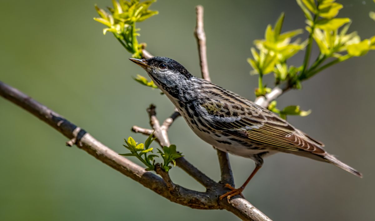 An adorable Blackpoll Warbler perched on a branch.
