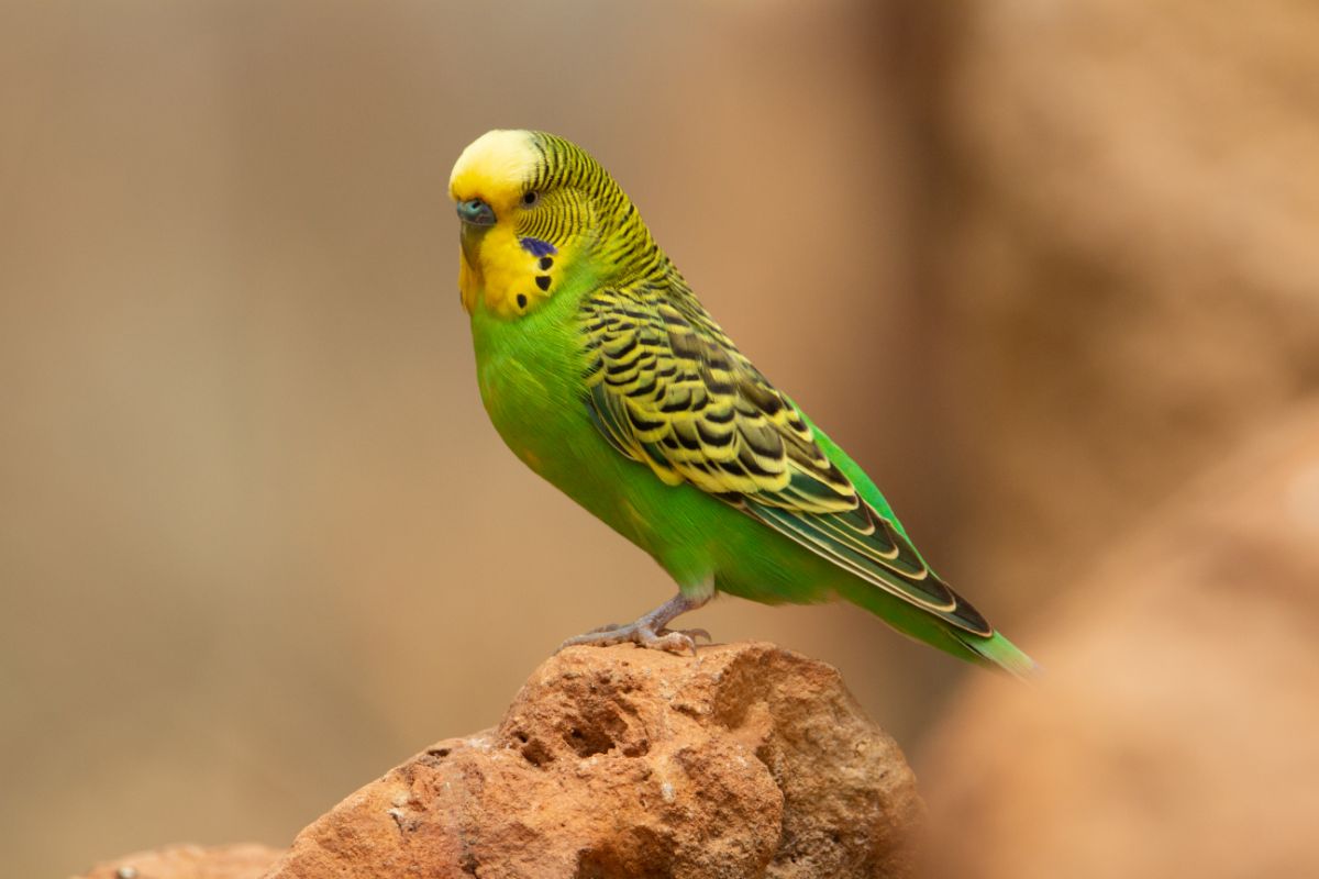 A beautiful Budgerigar perched on a rock.