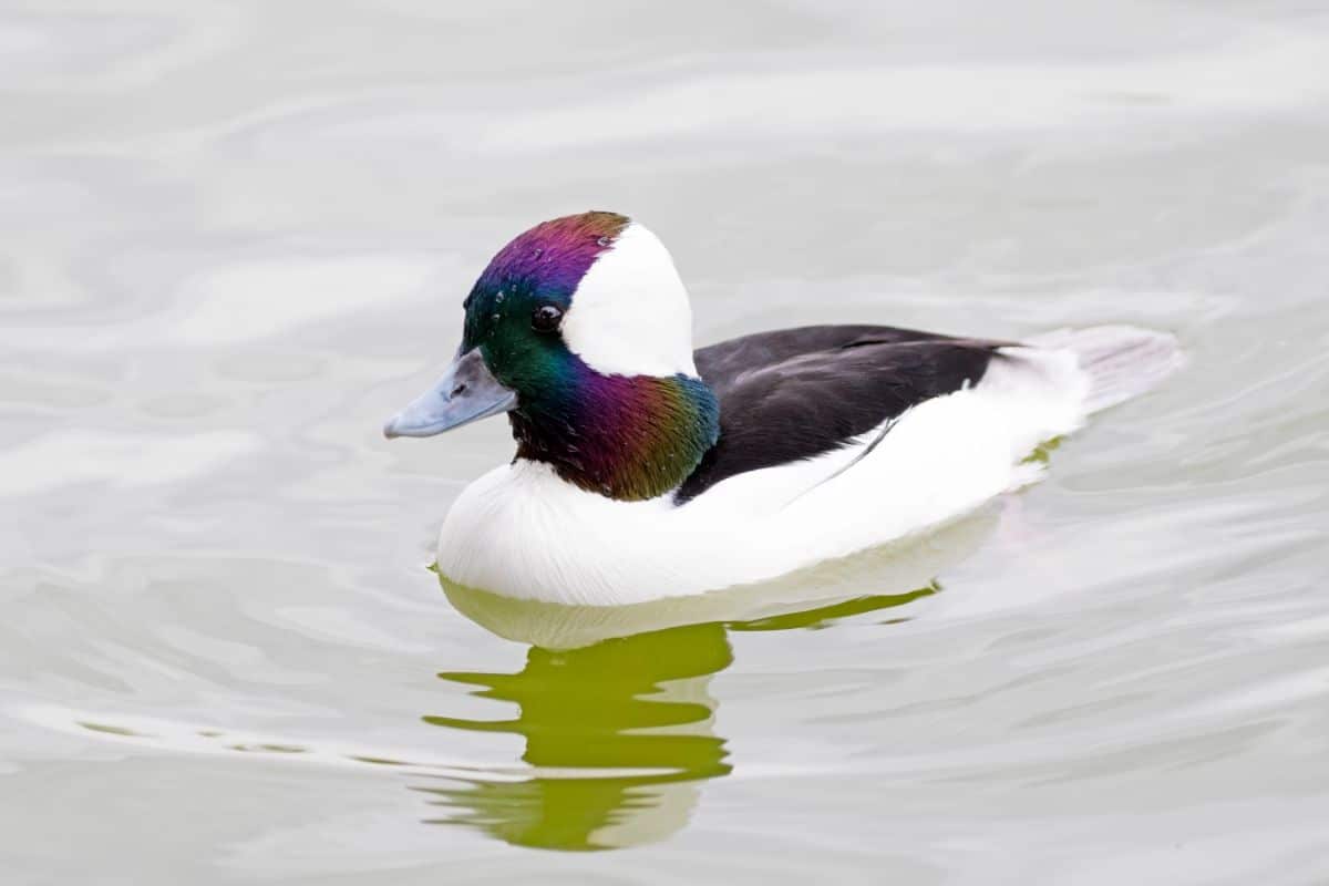 A beautiful Bufflehead swimming in the water.