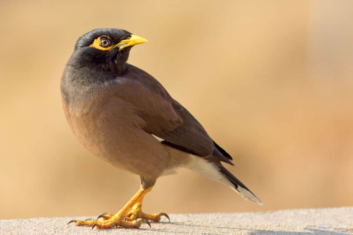 An adorable Common Mynah is standing on the ground.