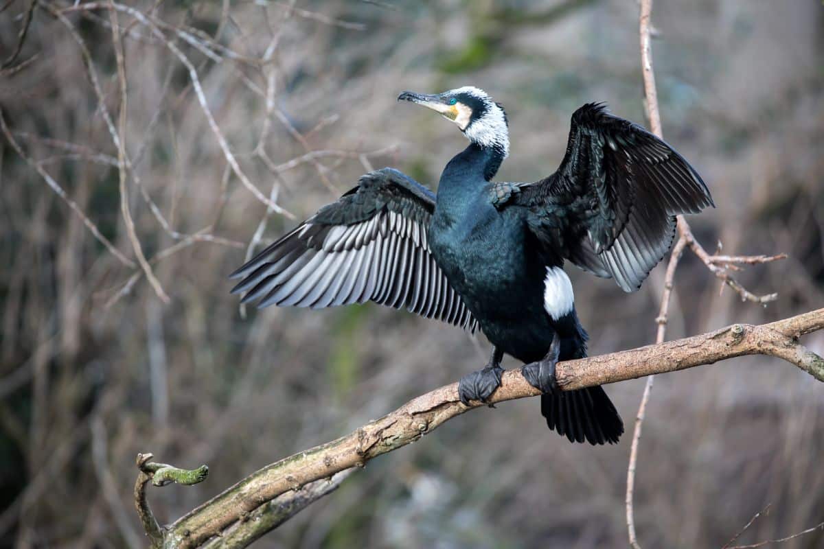 A big black Cormorant perched on a branch with spread wings.