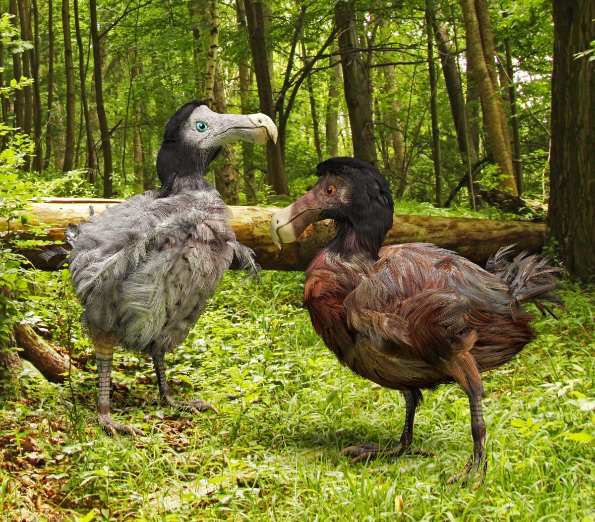 Two artificial Dodo birds in a forest.