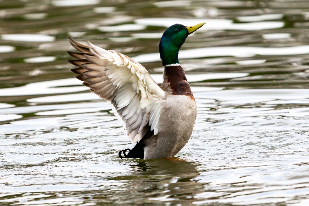 A beautiful Duck is standing in shallow water with spread wings.