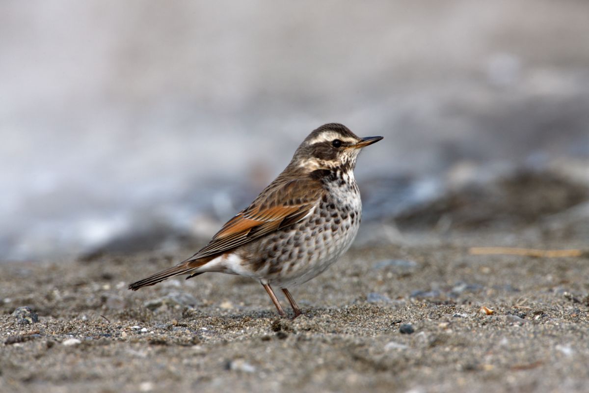 An adorable Dusky Thrush standing on the ground.