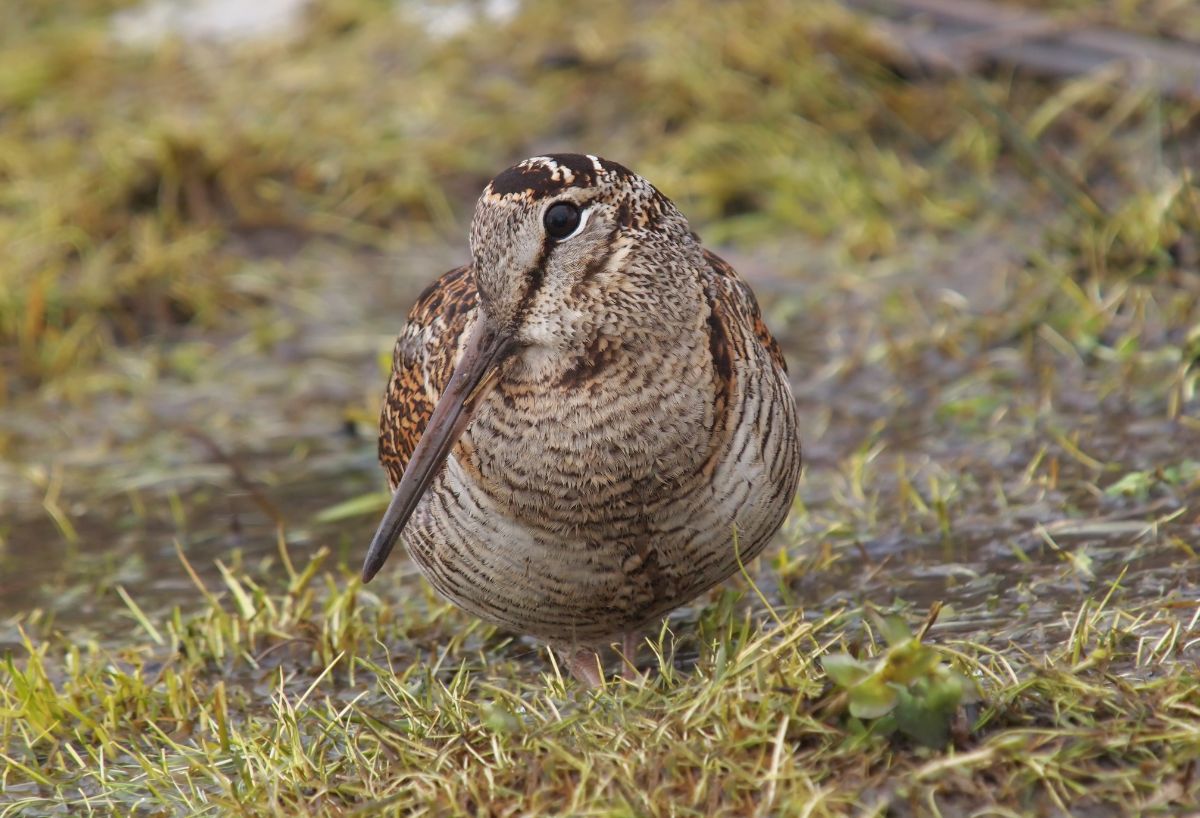 An adorable Eurasian Woodcock is standing in a meadow.