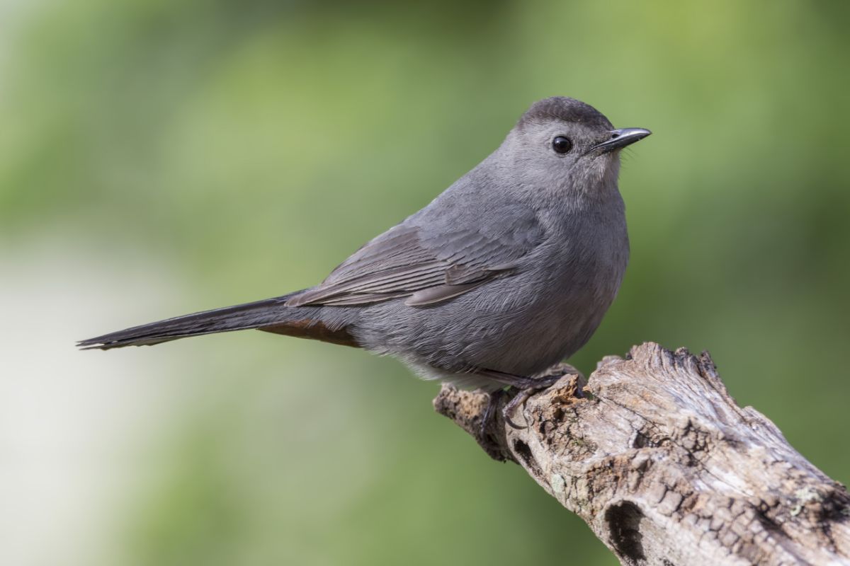 A cute Gray Catbird perched on an old branch.