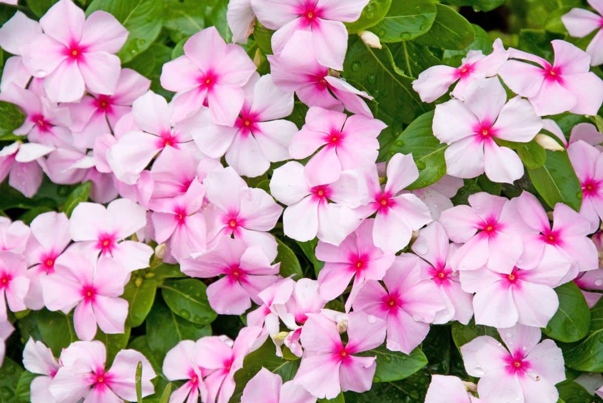 Beautiful pink flowers of Impatien.